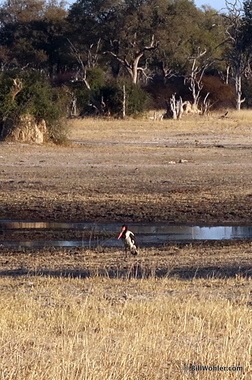 Saddle-billed stork (Ephippiorhynchus senegalensis)