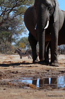 Zebras (Equus quagga) come for a drink