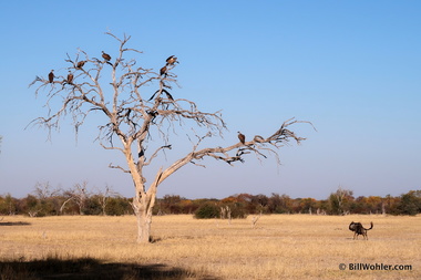 Vultures (Gyps coprotheres) hang out while the blue wildebeest (Connochaetes taurinus) runs across the grassy plain