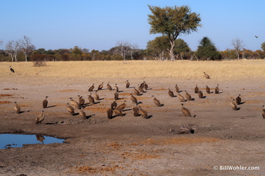 Vultures (Gyps coprotheres) attracted by the fresh kill