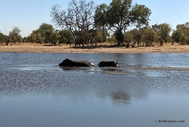 A pair of hippos (Hippopotamus amphibius) are our last spotted game on this safari