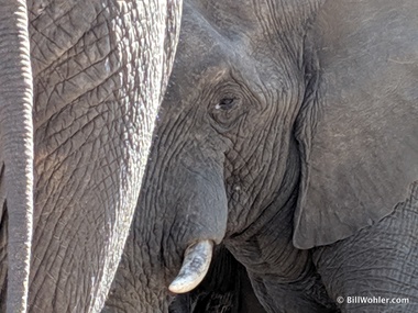 Loxodonta africana