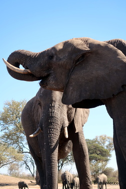 Elephants (Loxodonta africana) drink about 100 liters, three times a day