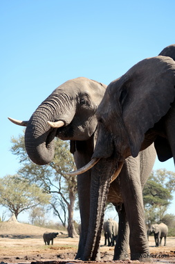 I don't know how these elephants (Loxodonta africana) do it; have you ever breathed water up your nose?