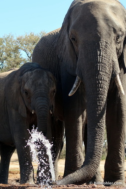 Momma elephant (Loxodonta africana) shows junior how to suck the water up her nose