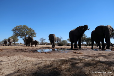 The elephants (Loxodonta africana) gather at the watering hole