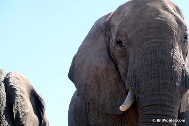 Loxodonta africana