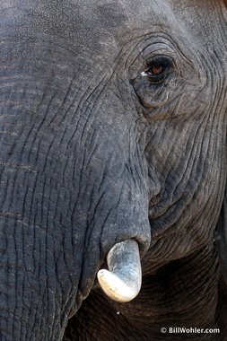 Loxodonta africana