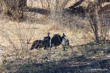 Helmeted guineafowl (Numida meleagris)