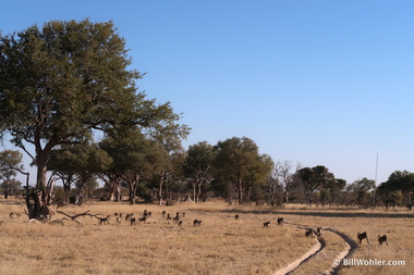 Baboons (Papio cynocephalus) on the move