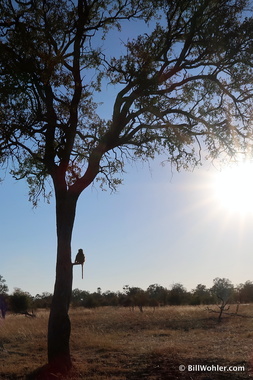 A baboon (Papio cynocephalus) hangs out