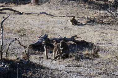 Momma baboon grooms her eldest (Papio cynocephalus) while the young play in the background