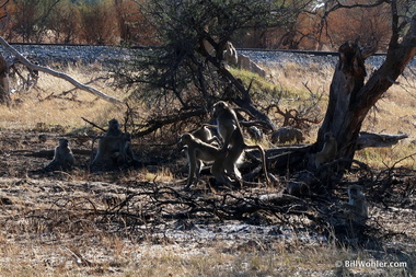 Baboons (Papio cynocephalus) engage in spectator sport