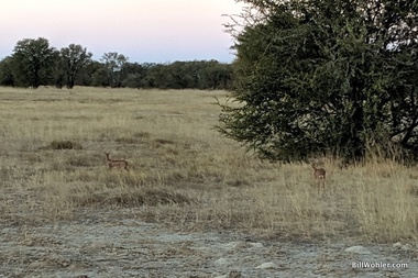 The elusive steenbok (Raphicerus campestris)