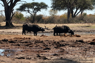 Cape buffalo (Syncerus caffer) drink before the elephants chase them away