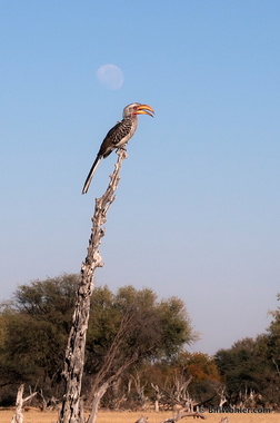 The southern yellow-billed hornbill (Tockus leucomelas) under a nearly-full moon