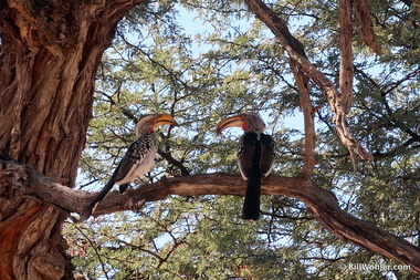 Another pair of Southern yellow-billed hornbills (Tockus leucomelas)
