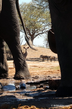 A kudu (Tragelaphus strepsiceros) and a pair of warthogs (Phacochoerus africanus) come to drink as well