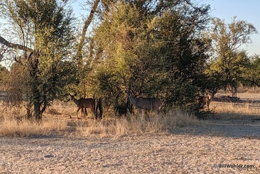 Kudu (Tragelaphus strepsiceros)