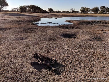 Nature at work: just twenty-four hours later, the elephant carcass is just bones