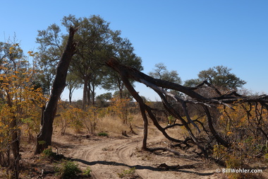 This tree broke into a nice arch over the road