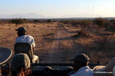 We yield to the impalas as well (Aepyceros melampus)