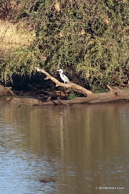 Grey heron (Ardea cinerea)