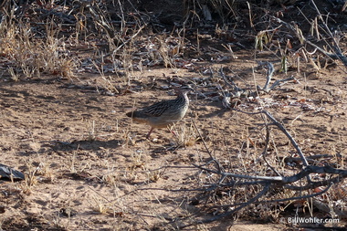 Crested francolin (Dendroperdix sephaena)