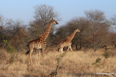 The gait of the giraffe (Giraffa camelopardalis) is so ungainly