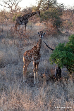 A giraffe (Giraffa camelopardalis) family