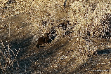 A pair of common dwarf mongooses (Helogale parvula)