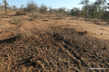 The hippo defecates and stomps the ground to mark its territory (Hippopotamus amphibius)