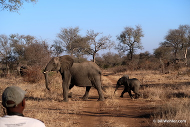 We yielded to elephants (Loxodonta africana) crossing the road