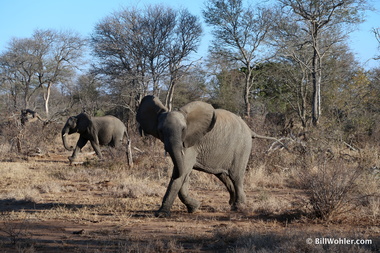 Hey, you looking at me? (Loxodonta africana)