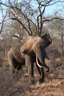 Adding a coat of dirt to protect against the sun (Loxodonta africana)