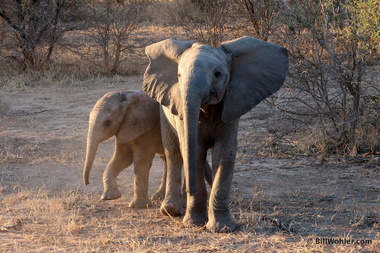 A pair of small elephants (Loxodonta africana) at play