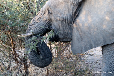 Apparently, the elephant's (Loxodonta africana) mouth has evolved faster than the thorns on this bush