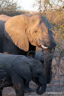 Loxodonta africana