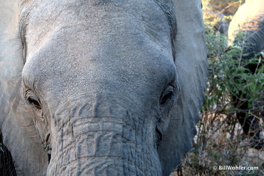 Loxodonta africana