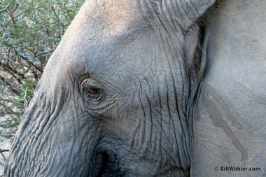 Loxodonta africana