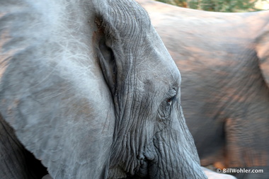 Loxodonta africana