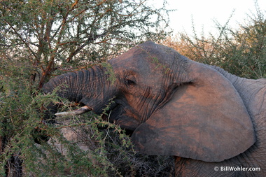 The elephant (Loxodonta africana) is quite destructive to the plants and trees