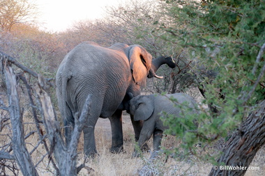 Meal time for baby (Loxodonta africana)