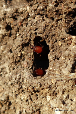 Termite mounds are everywhere (Macrotermes)