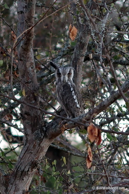 African scops owl or northern white-faced owl (Otus senegalensis or leucotis) shows off its camouflage