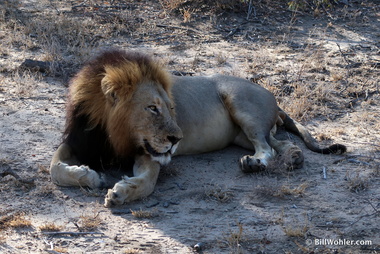 Our first male lion (Panthera leo)