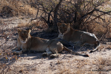 And his harem (Panthera leo)