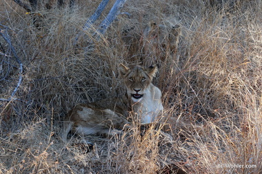 Nice kitty (Panthera leo)