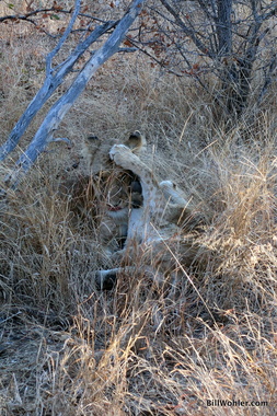 A "kitten" plays with mom (Panthera leo)