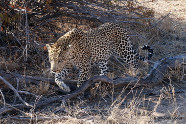 A male leopard! (Panthera pardus)